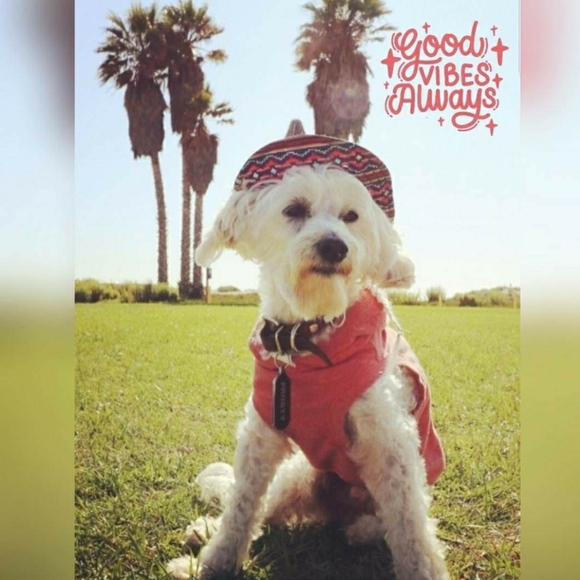 Follow Game 🌺 - Picture 3 of 7